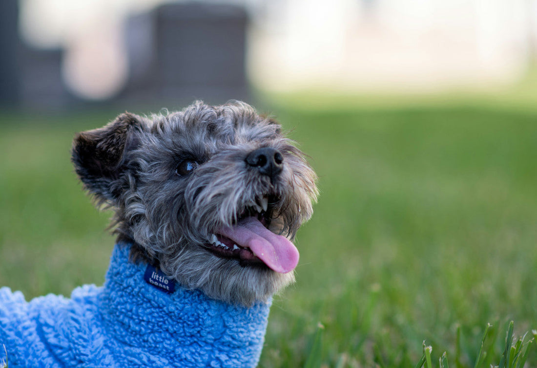 best fish oil for dogs