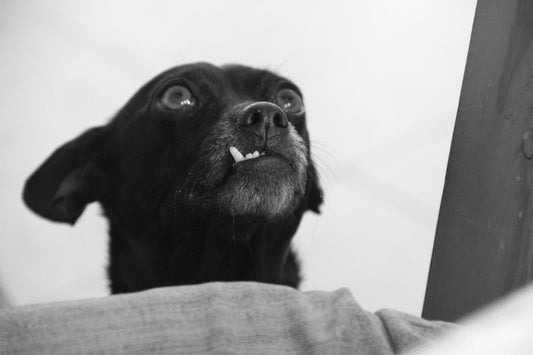 Flaxseed Oil vs Fish Oil For Dogs