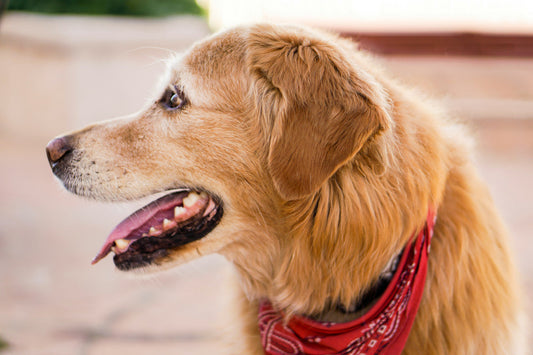 healthy dog gums