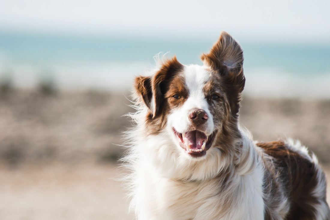 Best Collagen for Dogs in Australia